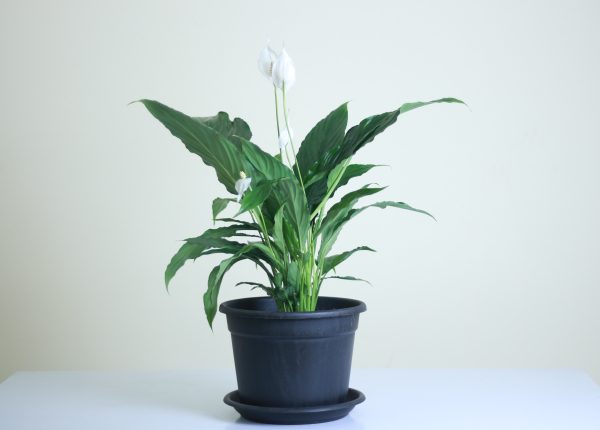 Peace Lily