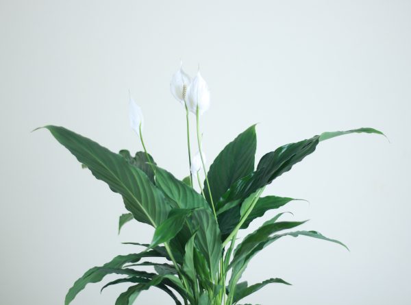 Peace Lily