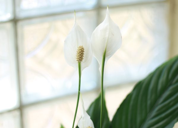 Peace Lily