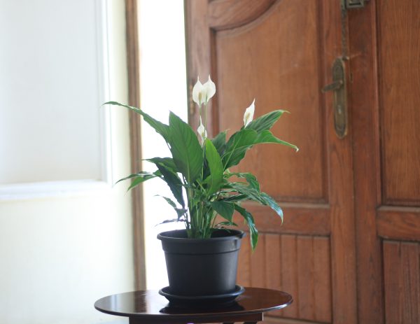 Peace Lily