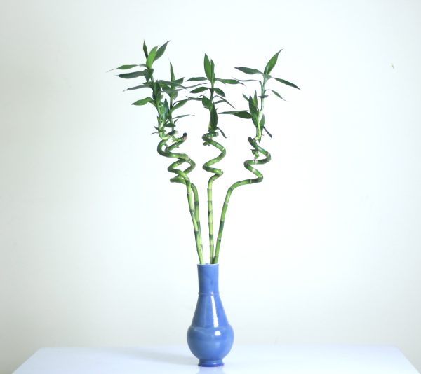Lucky Bamboo