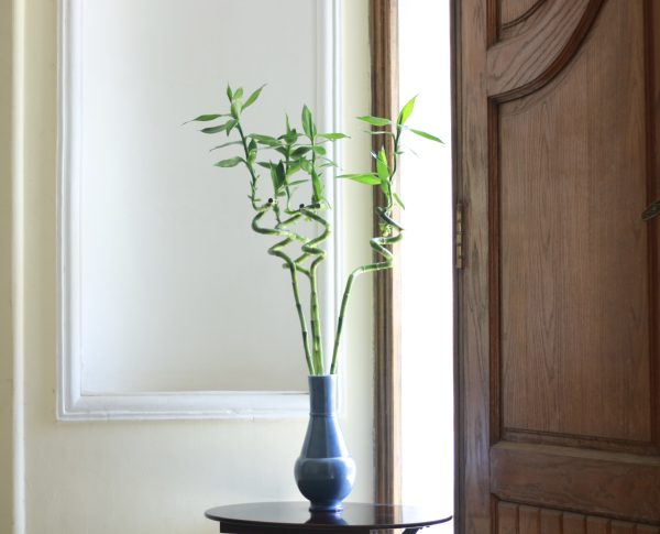Lucky Bamboo