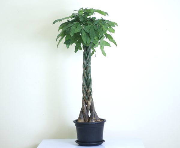 Money Tree