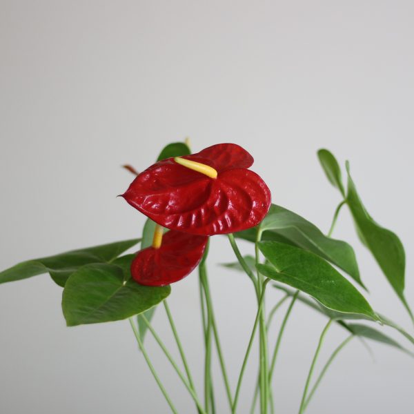 Anthurium