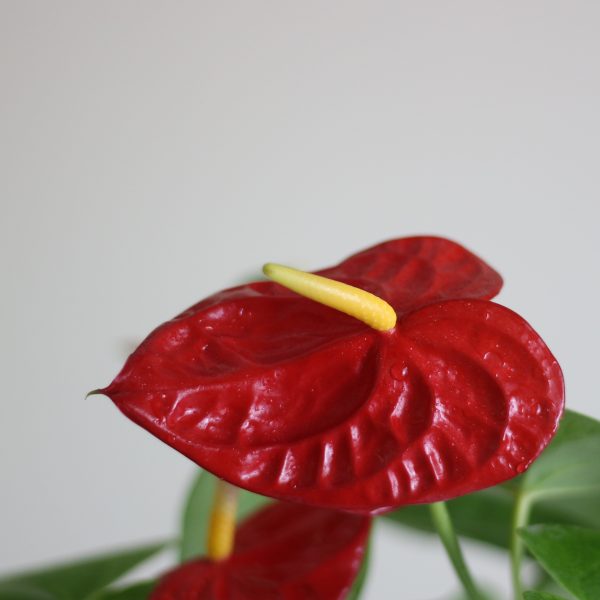 Anthurium