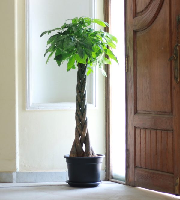 Money Tree