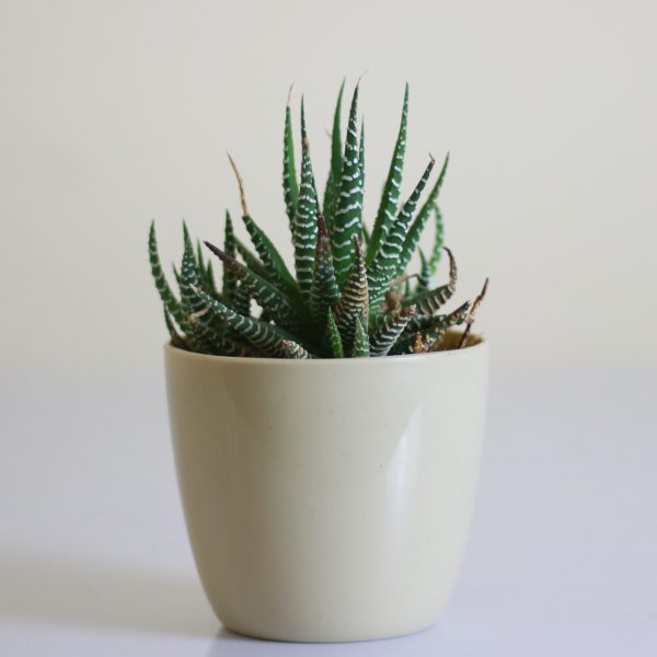 Haworthia