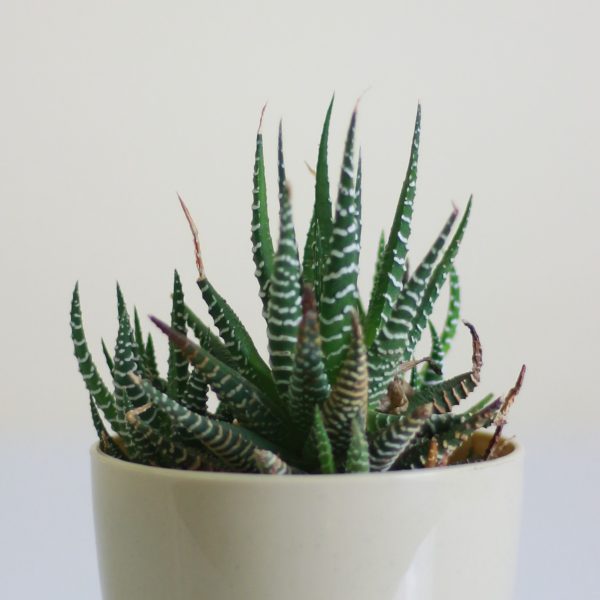 Haworthia