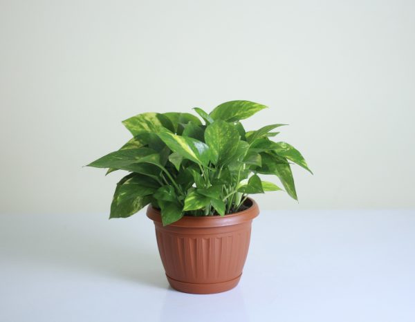 Golden Pothos