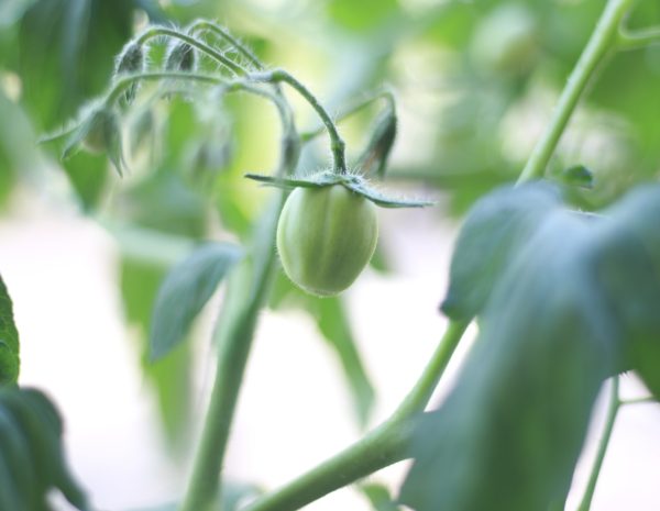 Tomato