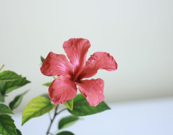 Hibiscus