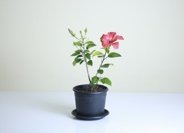 Hibiscus
