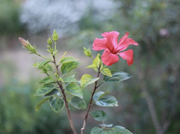 Hibiscus