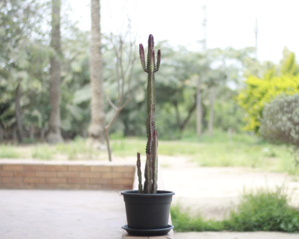 African Milk Tree