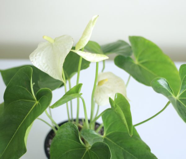 White Anthurium