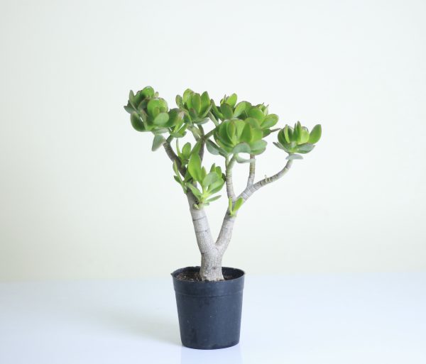 Jade Plant