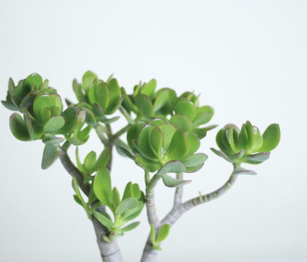 Jade Plant