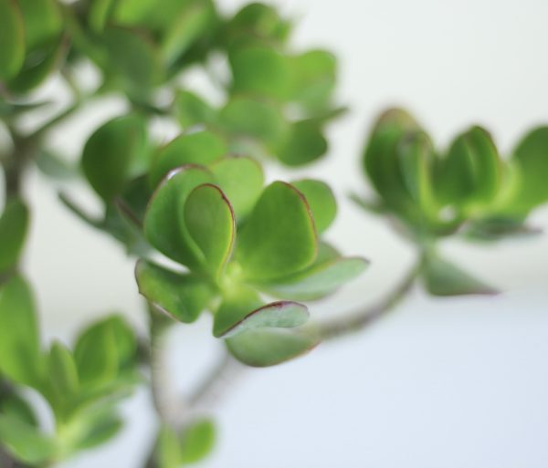 Jade Plant