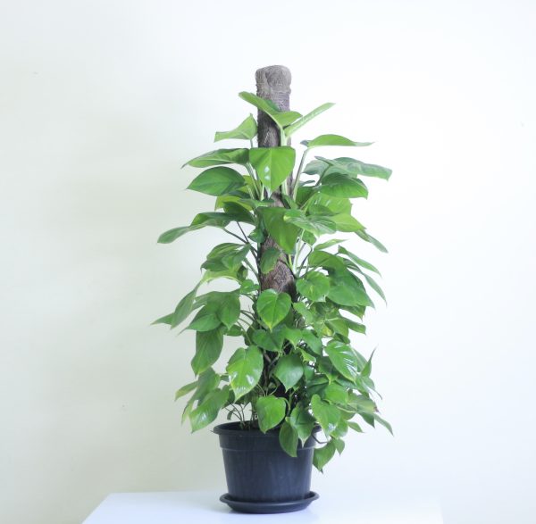 Giant Philodendron