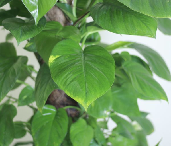 Giant Philodendron