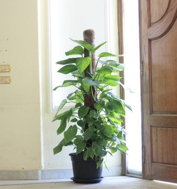 Giant Philodendron