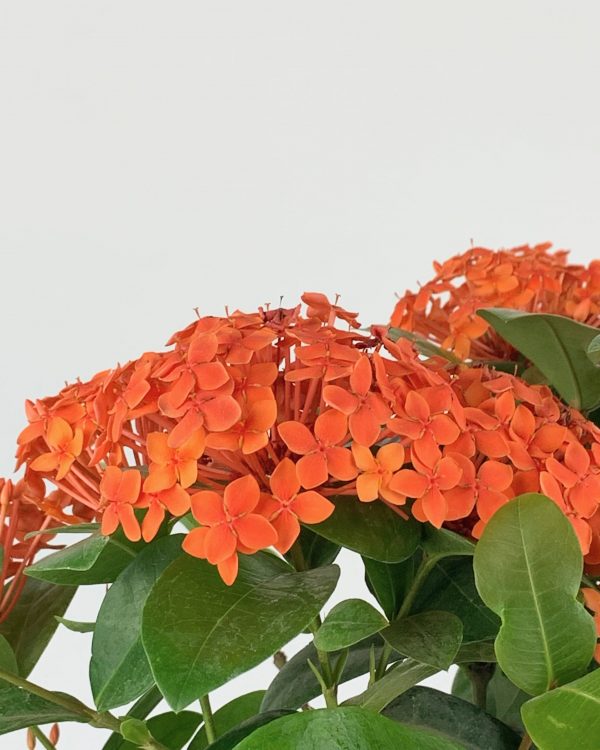 Jungle Flame
