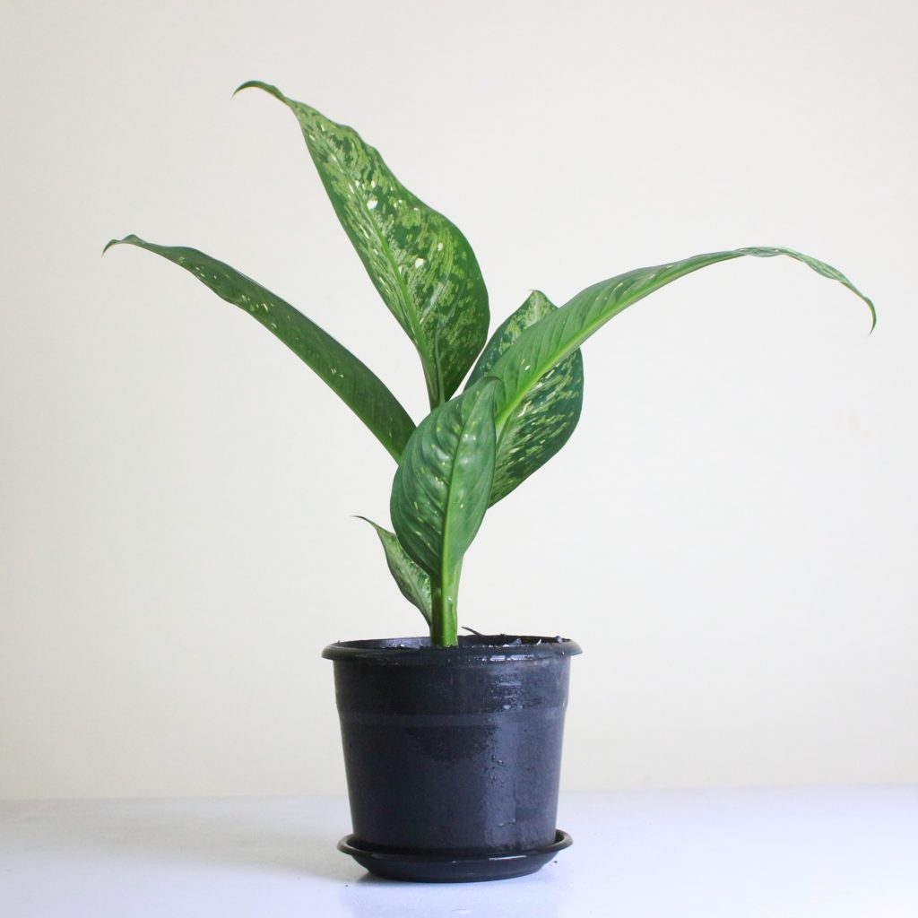 Dieffenbachia 'Memoria Corsii' - Mashtal Garden Centers