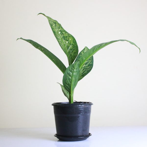 Dieffenbachia 'Memoria Corsii'