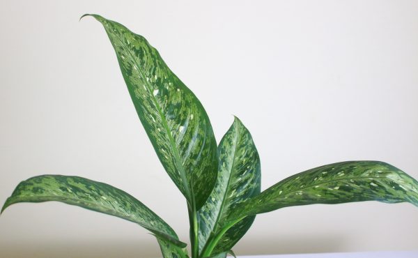 Dieffenbachia 'Memoria Corsii'