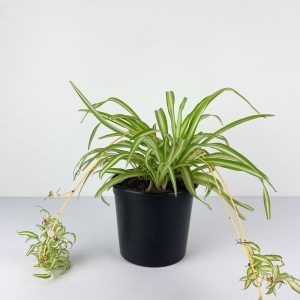 Spider plant front