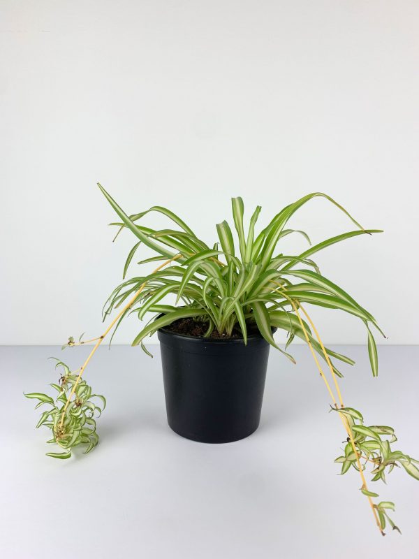 Spider plant front