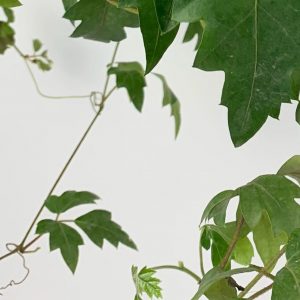 Grape ivy detail