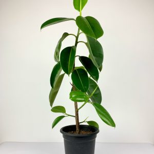 Rubber plant full