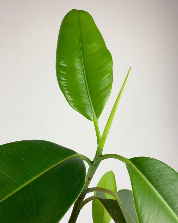 Rubber plant detail