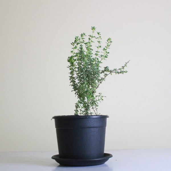 Marjoram