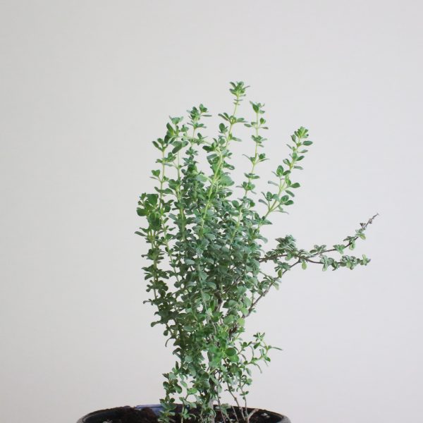 Marjoram