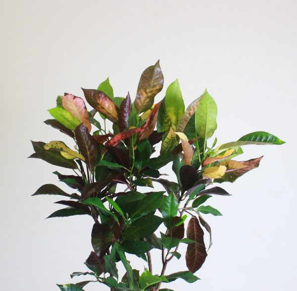 Iceton Croton