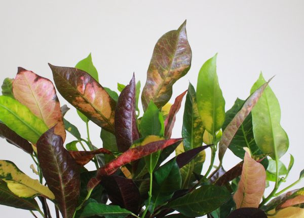 Iceton Croton
