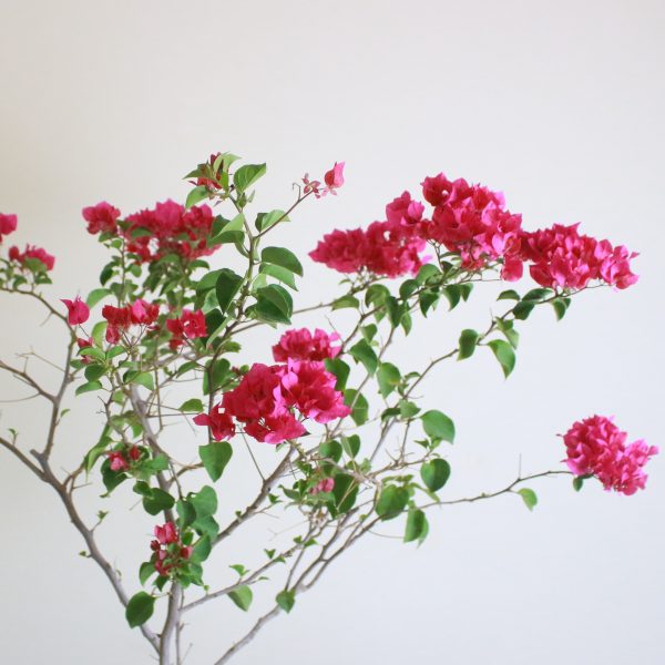 Bougainvillea
