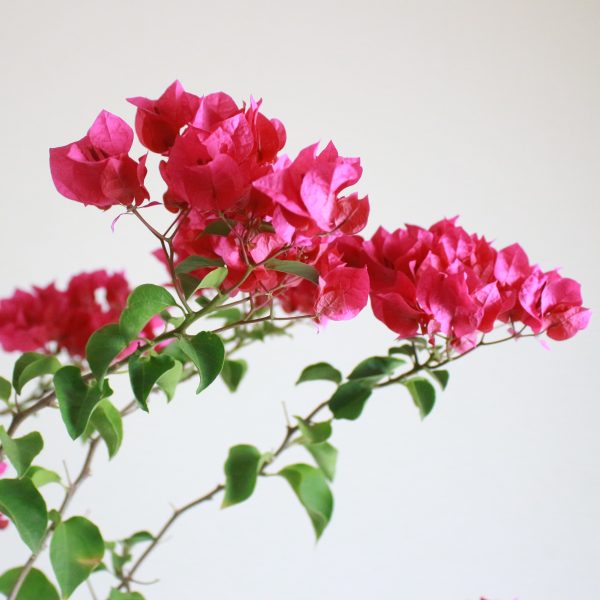 Bougainvillea