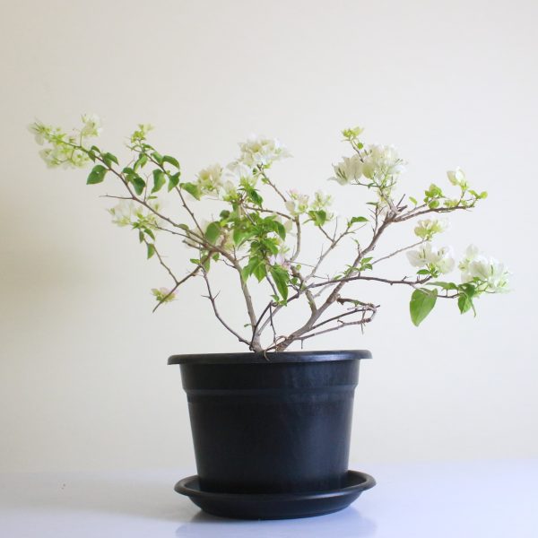 Bougainvillea