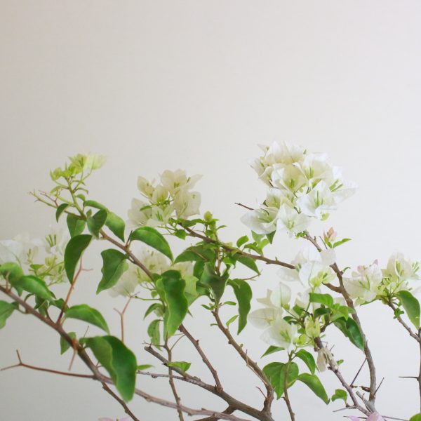 Bougainvillea