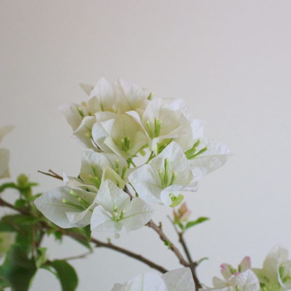 Bougainvillea