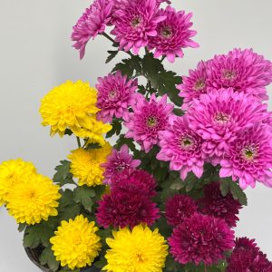 Collection of garden mums