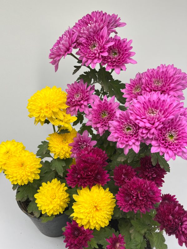 Collection of garden mums
