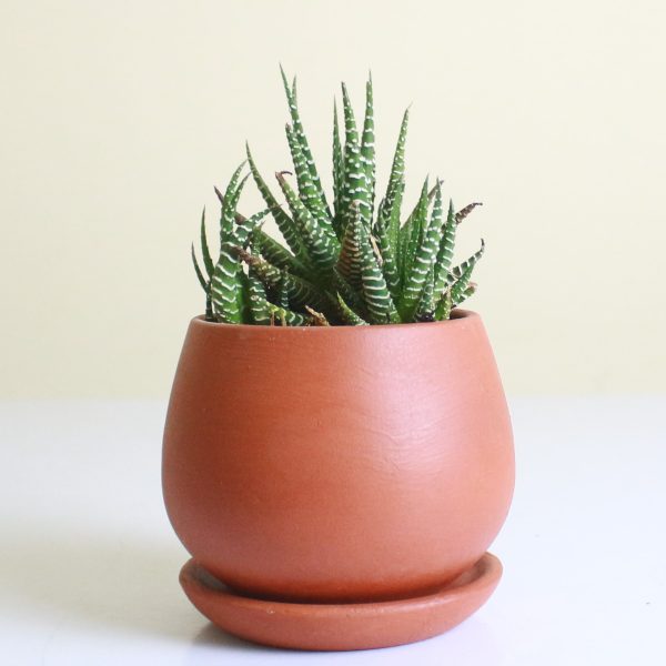 Haworthia