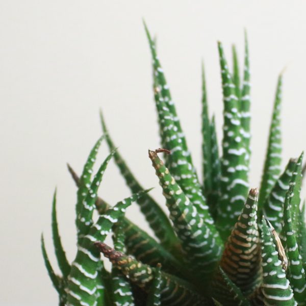 Haworthia