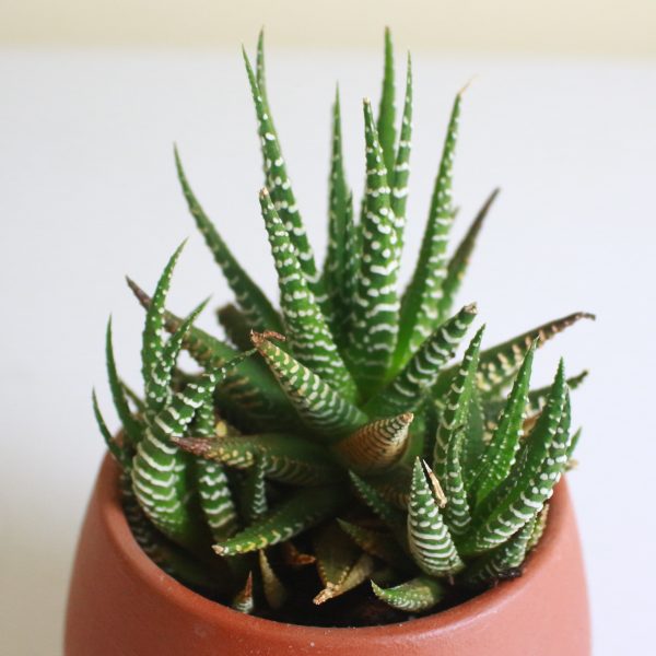 Haworthia