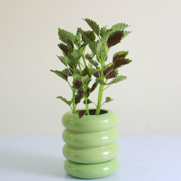 Coleus