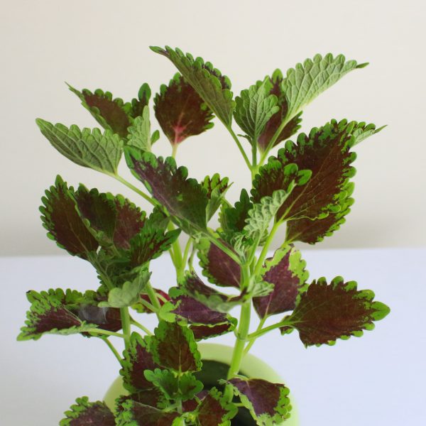 Coleus